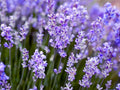 Lavender Oil