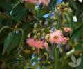 <strong>Eucalyptus Essential Oil </strong>